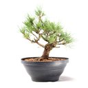 Ver imagem 3 de Pré Bonsai Pinheiro Negro 15 Anos