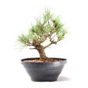 Ver imagem 1 de Pré Bonsai Pinheiro Negro 15 Anos