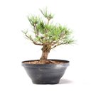 Ver imagem 2 de Pré Bonsai Pinheiro Negro 15 Anos