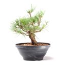 Ver imagem 4 de Pré Bonsai Pinheiro Negro 15 Anos