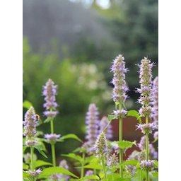 Incenso Natural de Patchouli - 2