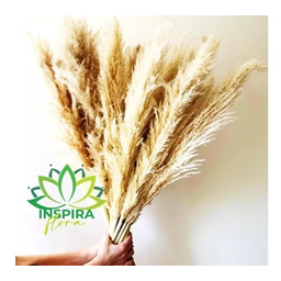 3 Haste Capim Dos Pampas Seco Decoração Noiva Noivado Loja - 4