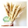 3 Haste Capim Dos Pampas Seco Decoração Noiva Noivado Loja - 4