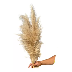 3 Haste Capim Dos Pampas Seco Decoração Noiva Noivado Loja