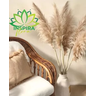 3 Haste Capim Dos Pampas Seco Decoração Noiva Noivado Loja - 5