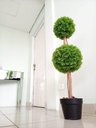Ver imagem 2 de Planta Artificial Decoração Enfeite Árvore Buchinho 91 X 26