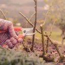 Ver imagem 7 de Tesoura de Poda - Tramontina