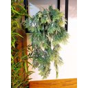 Ver imagem 1 de Arranjo com o Vaso 2 Plantas Folhagem Suculentas 65cm Verde