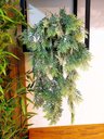Ver imagem 1 de Arranjo com o Vaso 2 Plantas Folhagem Suculentas 65cm Verde