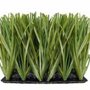 Ver imagem 1 de Grama Sintética 22mm Identica a Natural (16m²) 2,00m X 8,00cm Eurograss