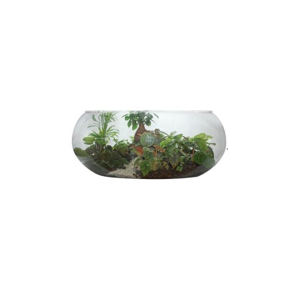 Vaso Mini Terrário de Vidro para Suculentas 9x15x18cm - 2