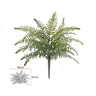 Samambaia Real Toque -35cm | Formosinha - 2