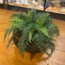 Ver imagem 4 de Arranjo Completo de Samambaia Centro de Mesa Grande Vaso Verde Decore Fácil Shop