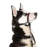Coleira de face ou Cabresto Halti para cães - G - 2