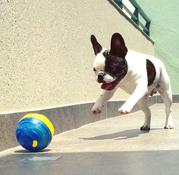 Bola dispenser de ração e petiscos Pet Ball Pet Games para cães - G - 8