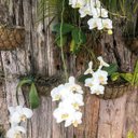 Ver imagem 6 de Meio Vaso de Parede em Fibra de Coco (35cm) Top Garden