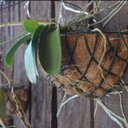 Ver imagem 4 de Meio Vaso de Parede em Fibra de Coco (35cm) Top Garden