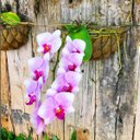 Ver imagem 5 de Meio Vaso de Parede em Fibra de Coco (35cm) Top Garden