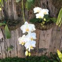 Ver mais imagens de Meio Vaso de Parede em Fibra de Coco (35cm) Top Garden