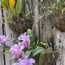 Ver imagem 7 de Meio Vaso de Parede em Fibra de Coco (35cm) Top Garden