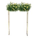 Ver imagem 2 de Gazebo Telado Pergolado Dourado para Decorar com Flores, 200cm Portátil e Desmontável