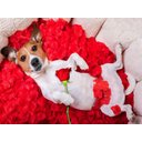 Ver imagem 2 de Papel De Parede Animais Cachorro Romantico 3D Anm174