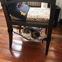 Ver mais imagens de Redinha de Gatos para Cadeiras, Poltronas e Mesa de Canto Azul Marinho