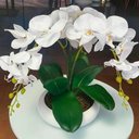 Ver imagem 2 de Vaso Ikebana Baixo Cerâmica Fosca Decor de Plantas Garden - Bege Gold