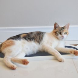 Arranhador Gato Piso Parede Modelo Frajola Grande - Branco - Cinza - 5