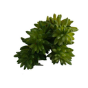 Ver imagem 2 de Suculenta Flor Artificial Decoração Planta Arranjo