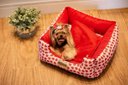 Ver imagem 6 de Cama Para Cachorro Ou Gato Luppet Vermelho Joaninha GG