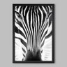 Quadro Animal Zebra - 20x30cm - Moldura Padrão Preto - 1