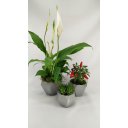 Ver imagem 1 de Kit Cachepot Modelo diamante:Branco