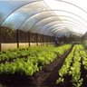 Lona Transparente Estufa Agrícula 3X8 Metros 100 Micras - 5