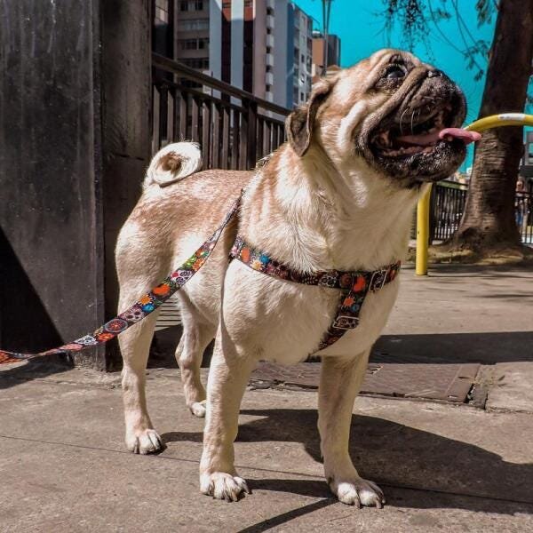 Kit Coleira, Peitoral E Guia Para Cachorros-Médio-Mexicana - 5