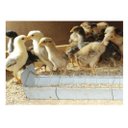 Ver imagem 4 de Comedouro Para Codornas Aves Pintinhos 50Cm E Raçao Quirela