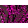 Arvore Cerejeira Natal Luxo 2,20M 592 Leds Bivolt Rosa - 2