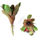 Ver imagem 1 de Kit 6 Pçs Bromélia Elegante Planta Artificial 8 Folhas 21cm