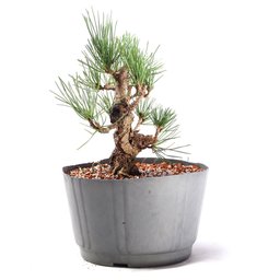 Pré Bonsai Pinheiro Negro 14 Anos - 4