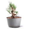 Pré Bonsai Pinheiro Negro 14 Anos - 4