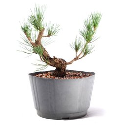 Pré Bonsai Pinheiro Negro 14 Anos - 1