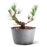 Pré Bonsai Pinheiro Negro 14 Anos - 1