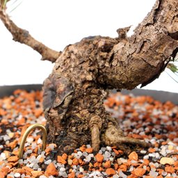 Pré Bonsai Pinheiro Negro 14 Anos - 6