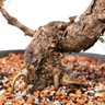 Pré Bonsai Pinheiro Negro 14 Anos - 6
