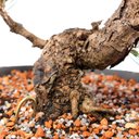 Ver imagem 6 de Pré Bonsai Pinheiro Negro 14 Anos