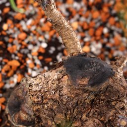 Pré Bonsai Pinheiro Negro 14 Anos - 5