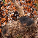 Ver imagem 5 de Pré Bonsai Pinheiro Negro 14 Anos