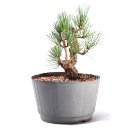 Pré Bonsai Pinheiro Negro 14 Anos - 2