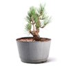 Pré Bonsai Pinheiro Negro 14 Anos - 2