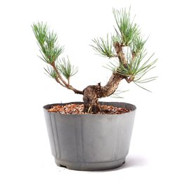 Pré Bonsai Pinheiro Negro 14 Anos - 3